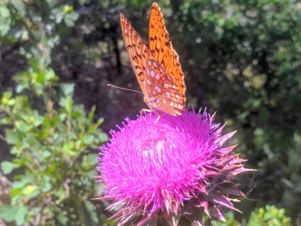 Butterfly on a flower at Hall Ranch in Lyons, CO.