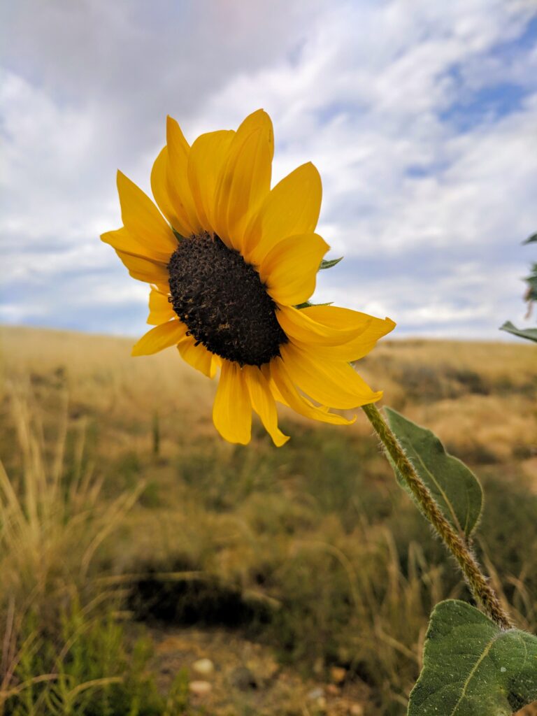 Sunflower at Sandstone Ranch in Longmont, CO.