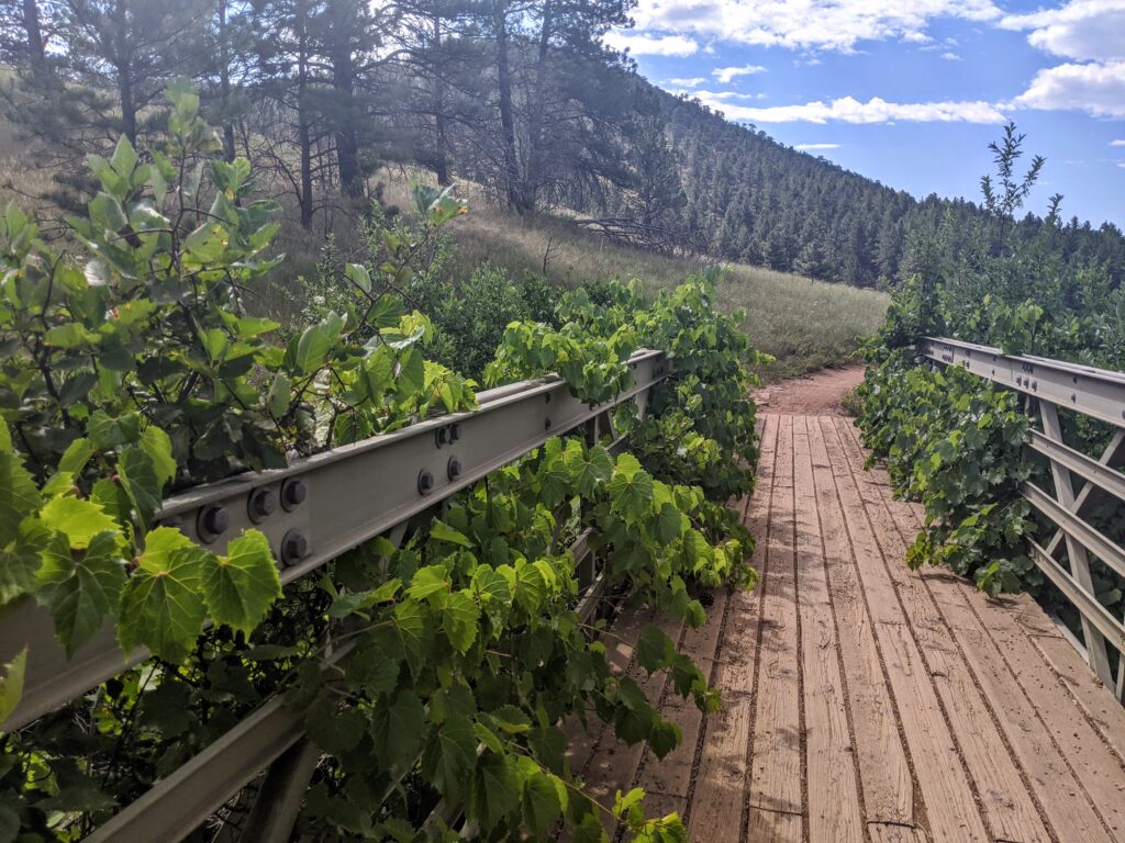 Bridge on the Wapiti Trail, covered in grape vines, in Boulder, CO.