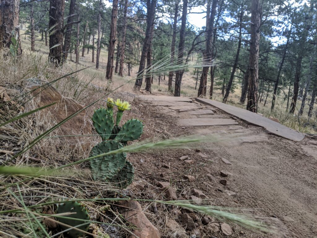 A blooming cactus along the Wapiti Trail at Heil Valley Ranch in Boulder, CO.