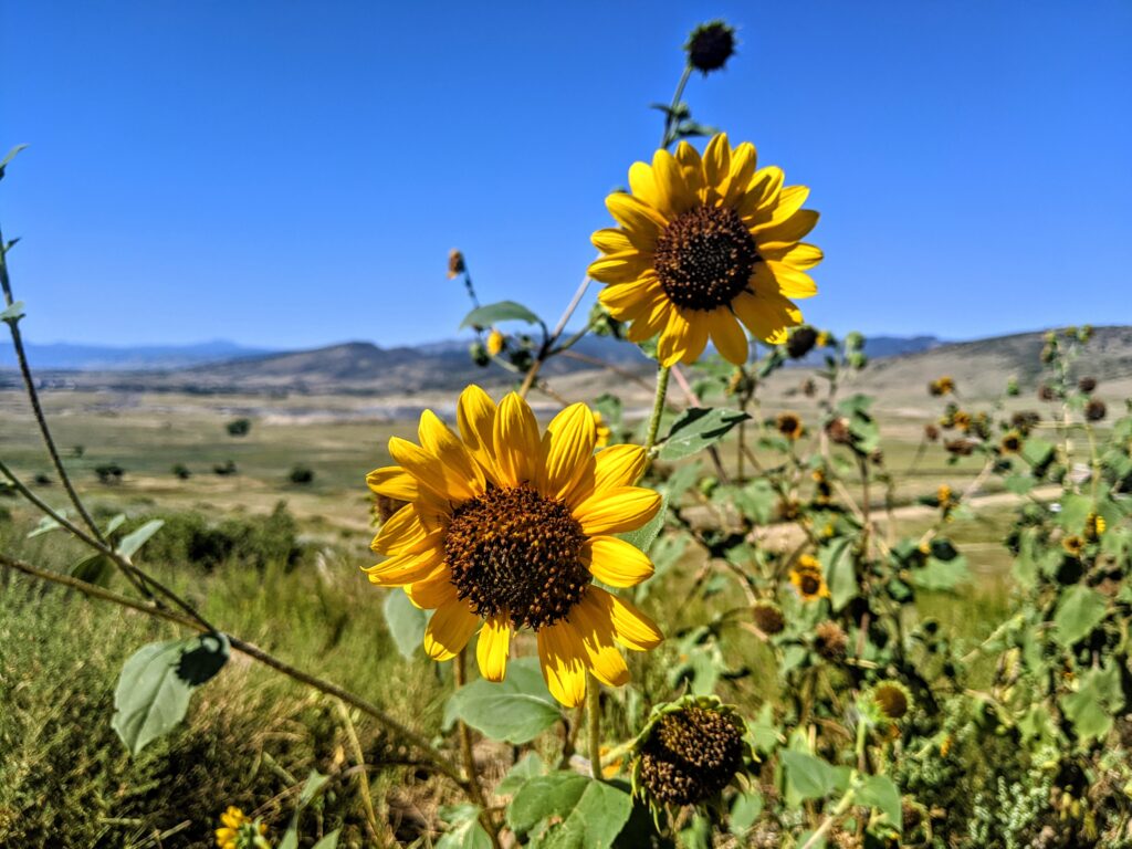 Flowers at Rabbit Mountain in Lyons, CO.