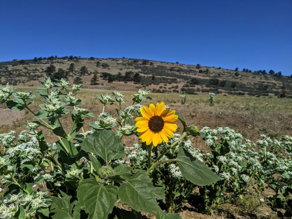 Flowers at Rabbit Mountain in Lyons, CO.