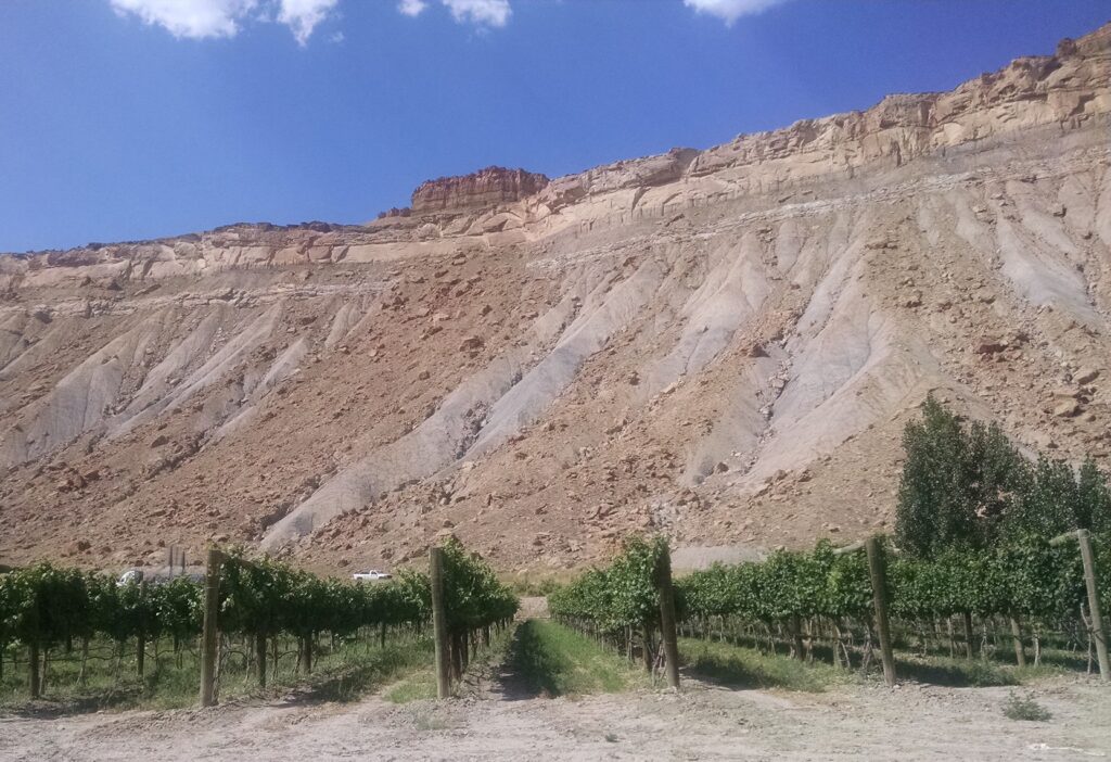 Vineyards around The Wine Country Inn in Palisade, CO.