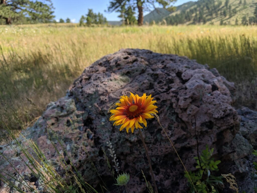 Flower at Heil Valley Ranch in Boulder, CO.