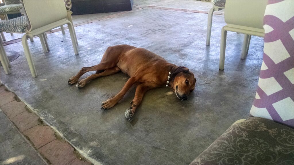 Dog on the cool concrete floor at a local Puerto Penasco bar.