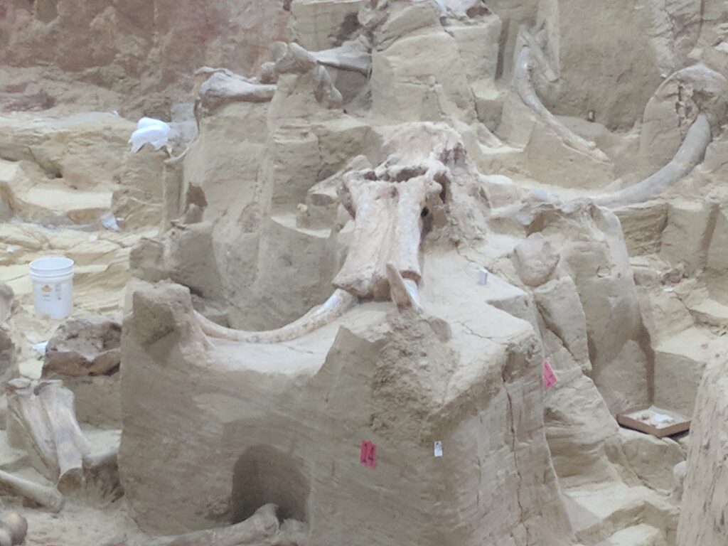 Bones and tusks of a woolly mammoth at The Mammoth Site in Hot Springs, SD.