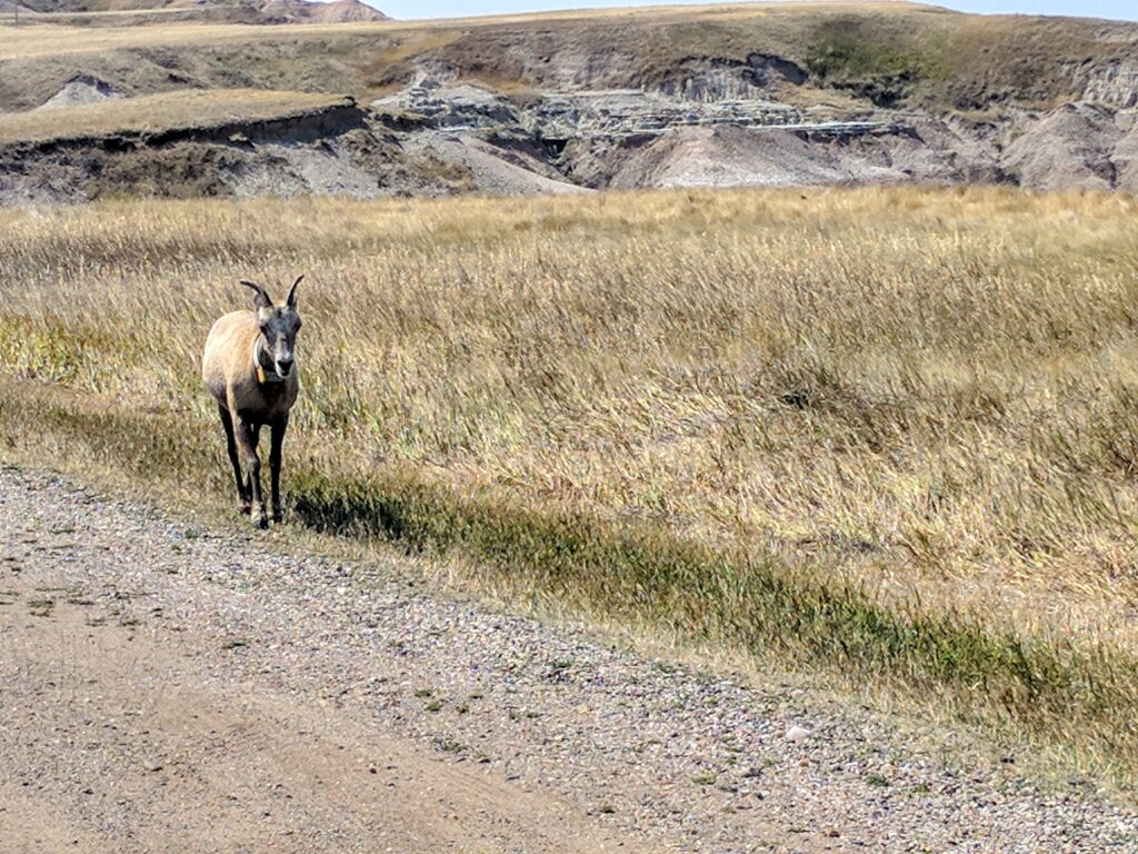 Badlands National Park in South Dakota.