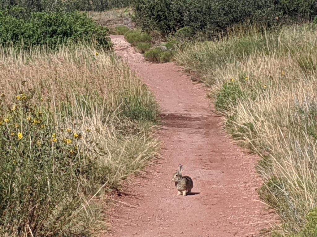 Rabbit at Hall Ranch in Lyons, CO.