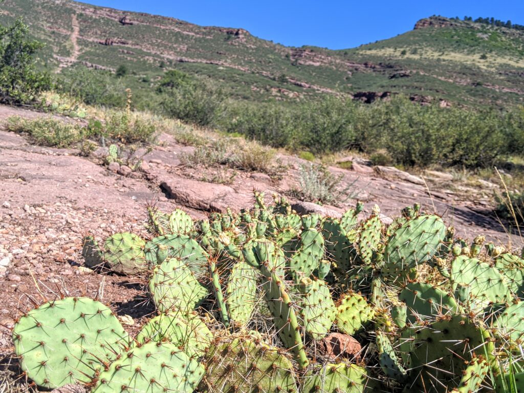 Cacti at Hall Ranch in Lyons, CO.