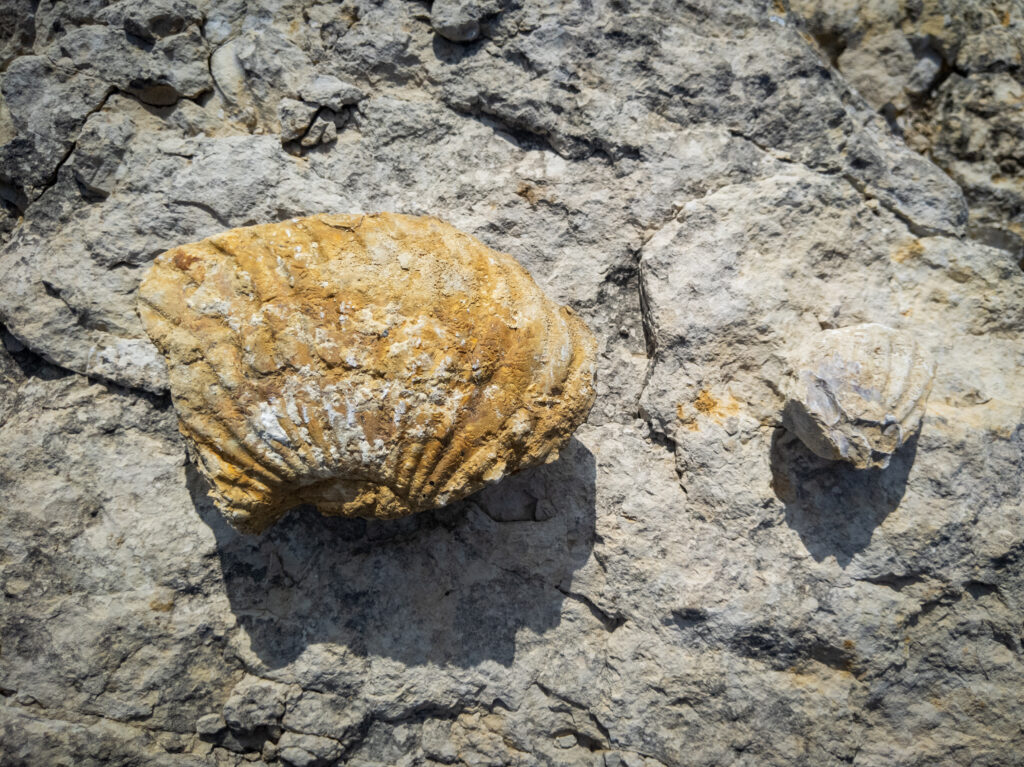 Ammonite fossils at Benbrook Lake.