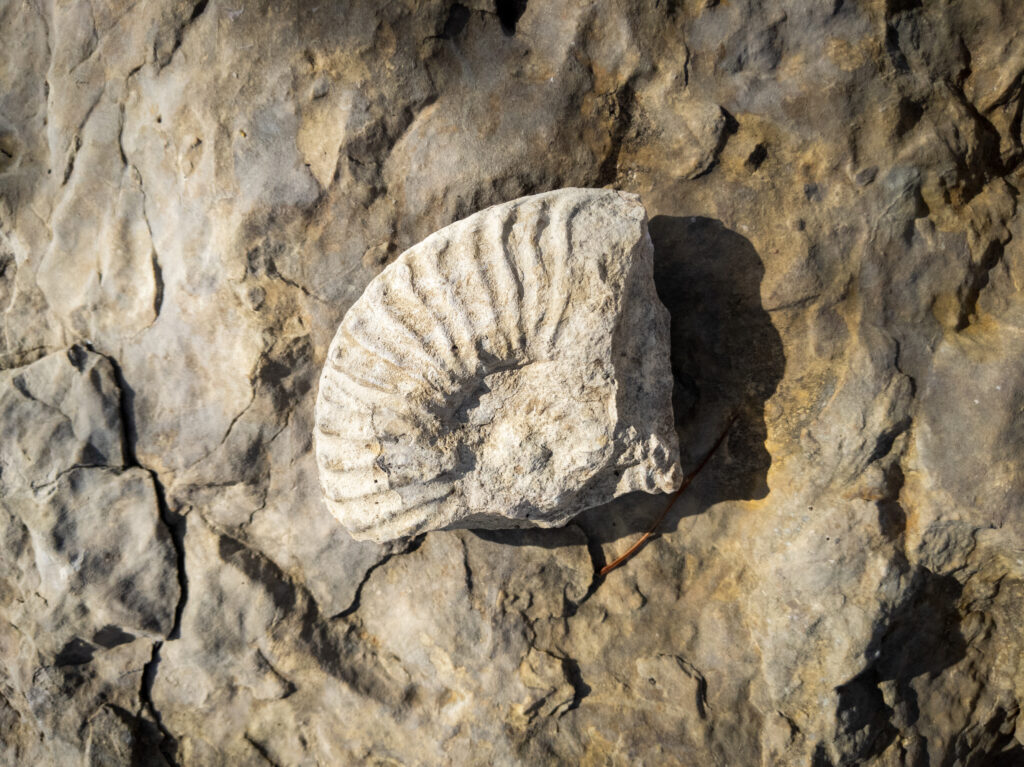 Ammonite fossil at Benbrook Lake.