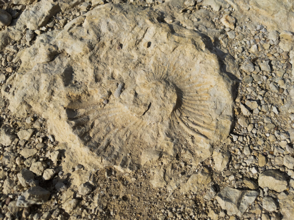 Ammonite fossil at Benbrook Lake.