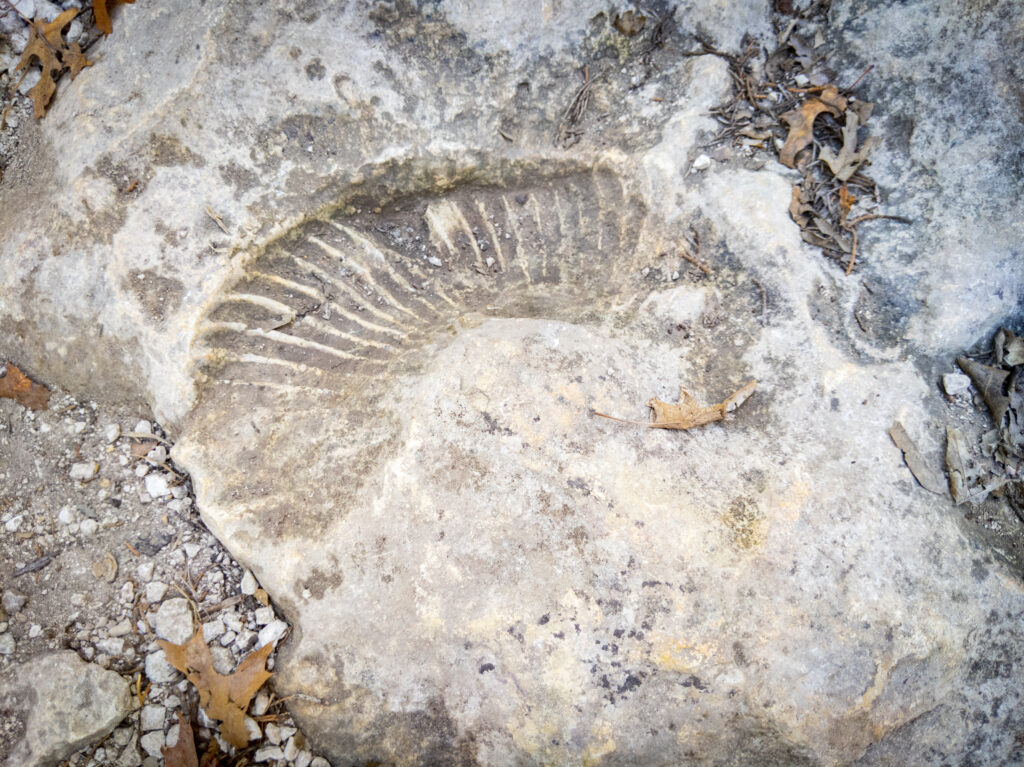 Fossil at Cleburne State Park.