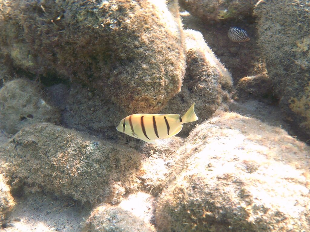 Fish in Queens Bath in Kona, Hawaii.