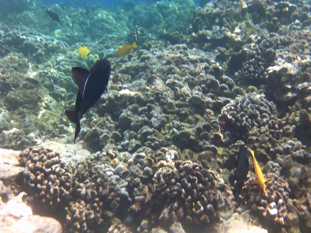 Snorkeling at Captain Cook Monument, Hawaii.