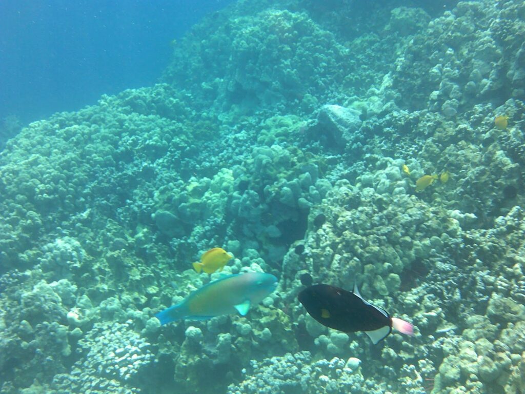 Snorkeling at Captain Cook Monument, Hawaii.