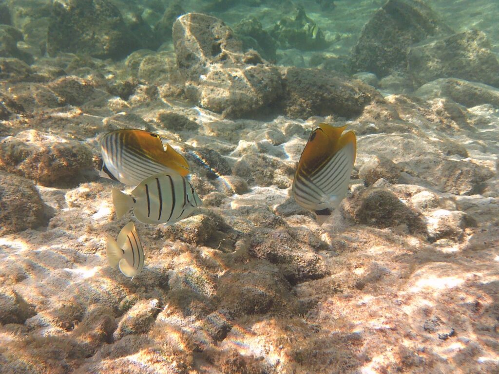 Fish in Queens Bath in Kona, Hawaii.