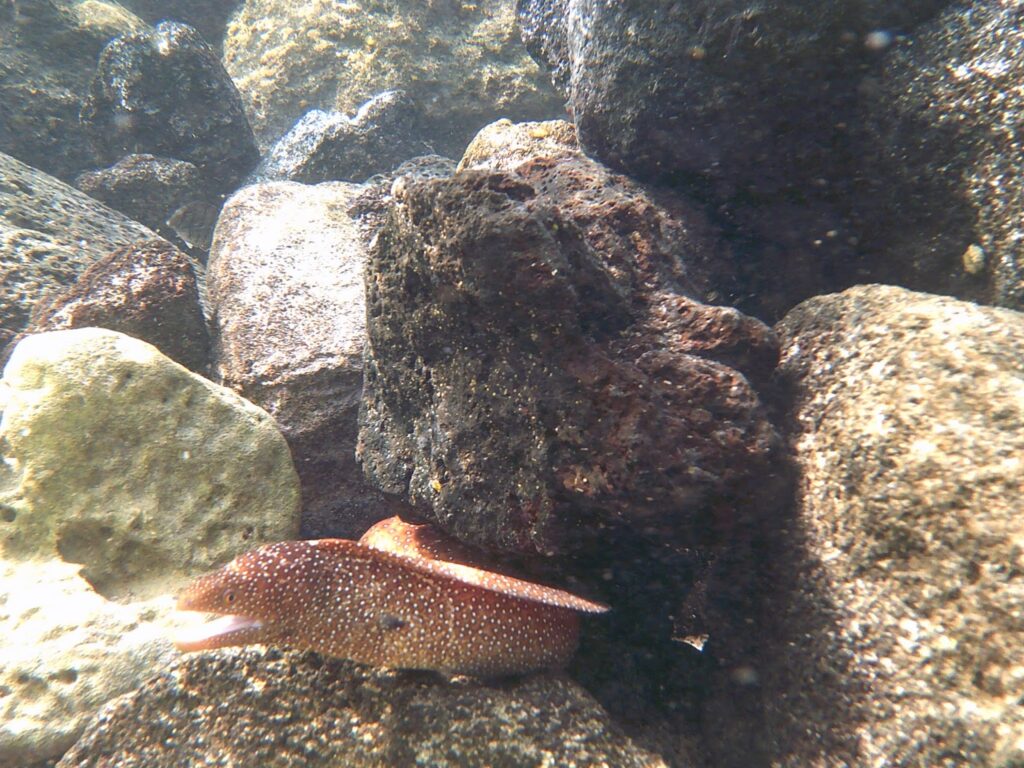 Eel in a tidal pool at Kailua Beach.