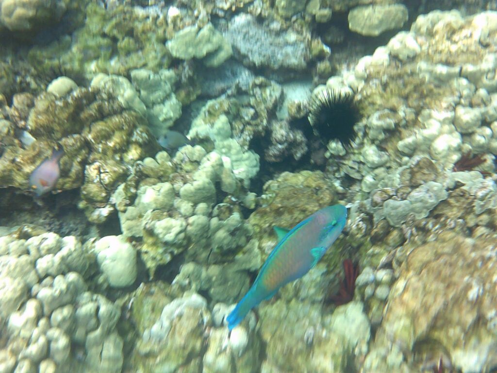 Snorkeling at Captain Cook Monument, Hawaii.