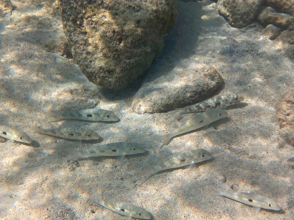 Fish in Queens Bath in Kona, Hawaii.