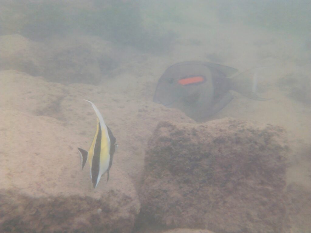 Underwater camera shot of fish in Kona, Hawaii.