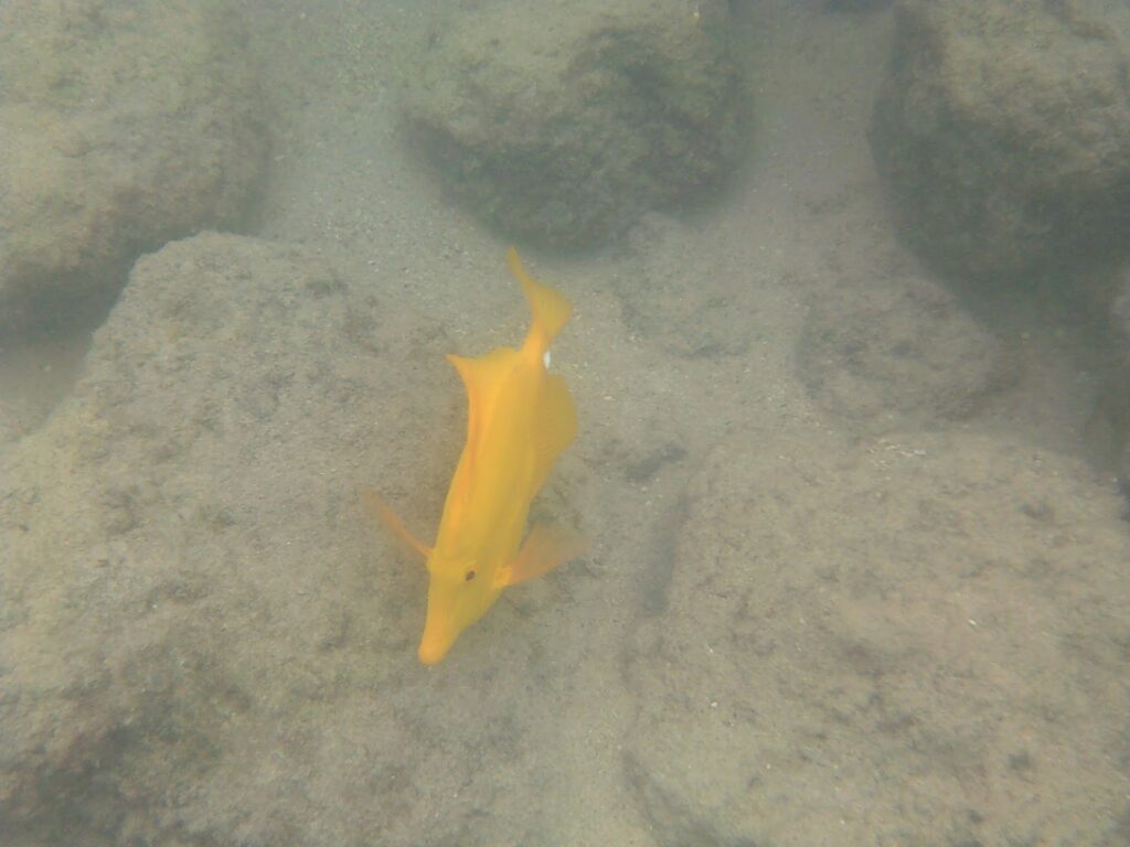 Underwater camera shot of fish in Kona, Hawaii.