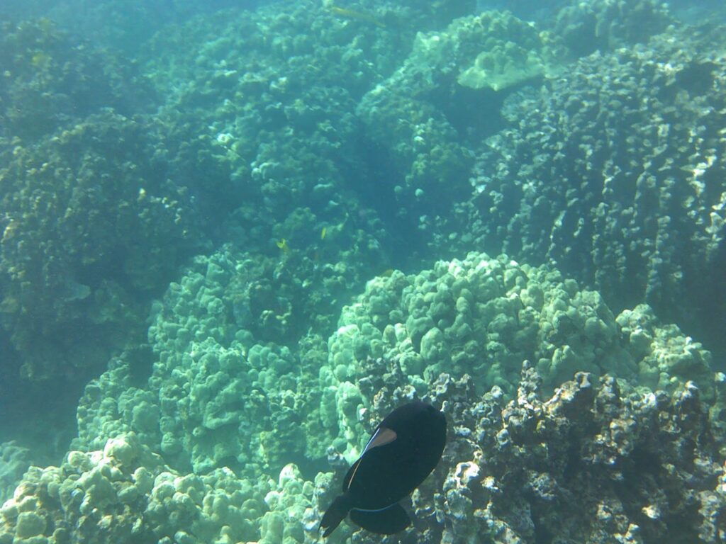 Snorkeling at Captain Cook Monument, Hawaii.