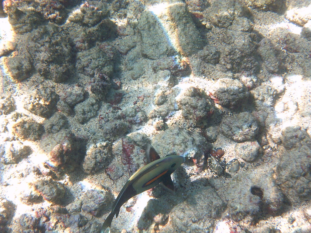 Snorkeling at Kahalu'u Beach Park.