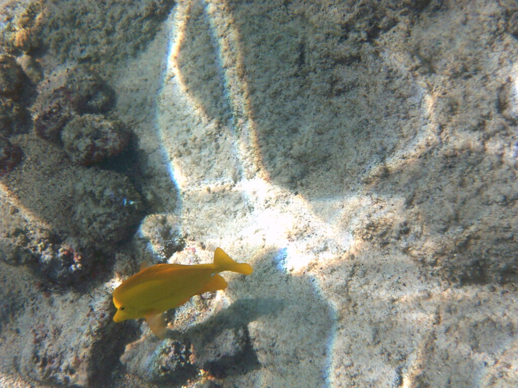 Snorkeling at Kahalu'u Beach Park.