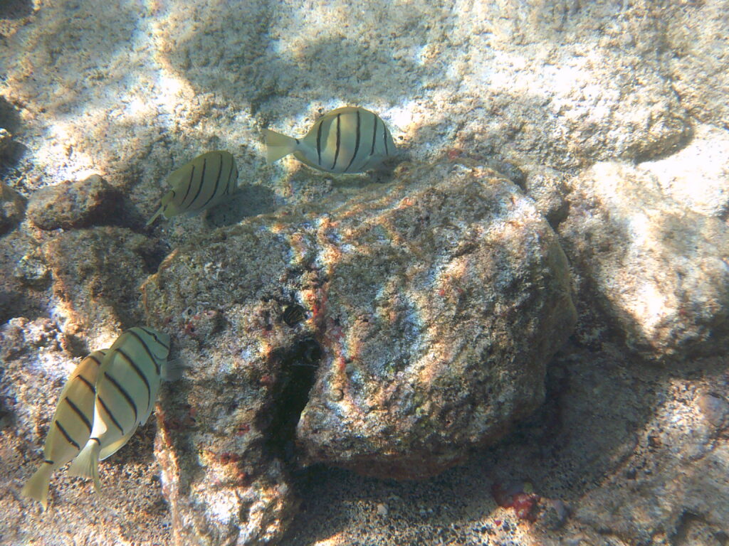 Snorkeling at Kahalu'u Beach Park.