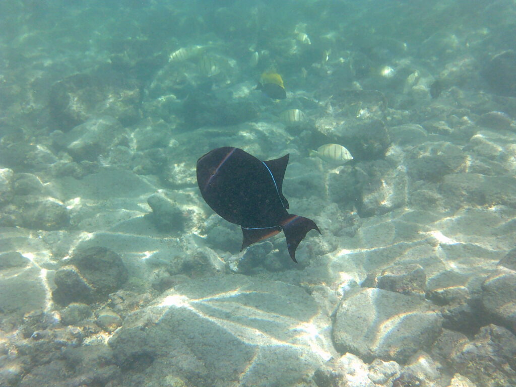 Snorkeling at Kahalu'u Beach Park.