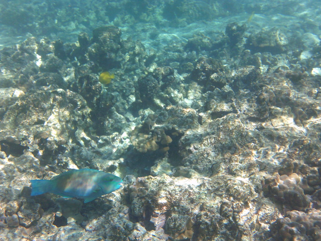 Snorkeling at Kahalu'u Beach Park.