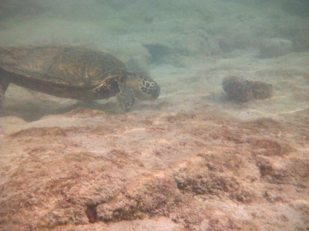 Sea turtle at Queens Bath.