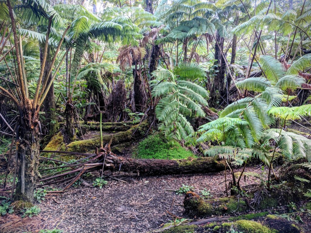 Hiking through the rainforest at Volcanoes National Park.