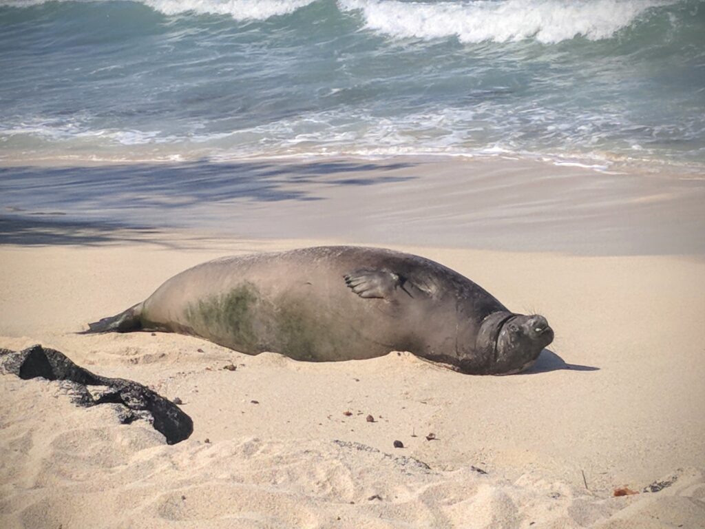 Hawaiian monk seal sunning itself at Makalawena Beach, Kailua-Kona, Hawaii.