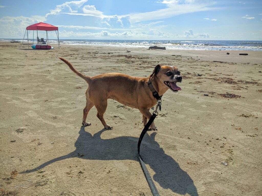 My dog, Sally, at Surfside Beach, TX.