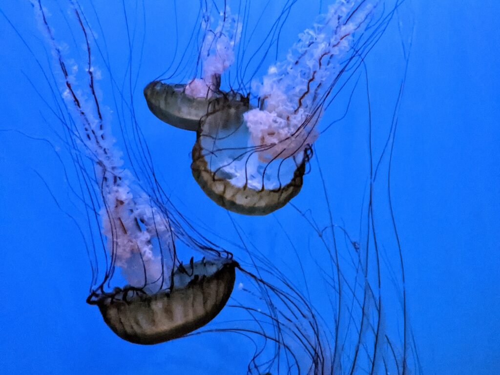 Jellyfish at the Audubon Aquarium of the Americas in New Orleans, LA.