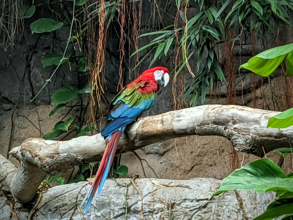 Parrot at the Audubon Aquarium of the Americas in New Orleans.