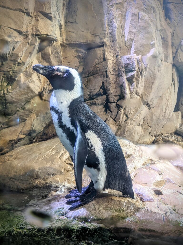Penguin at the Audubon Aquarium of the Americas in New Orleans.
