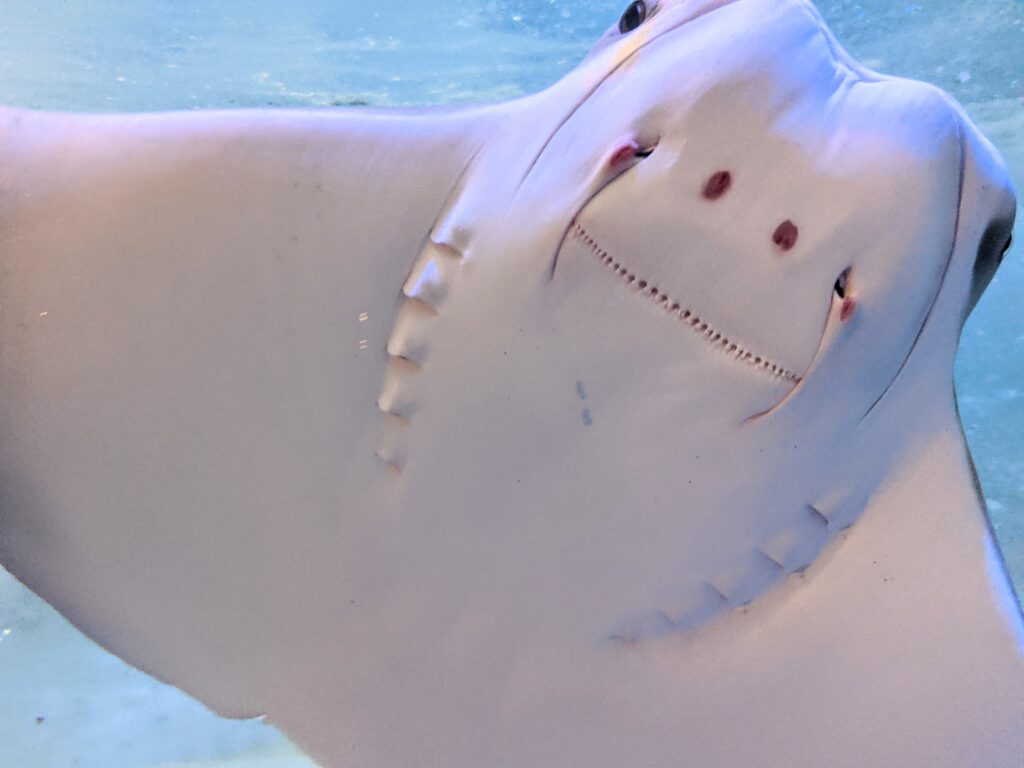 This stingray is ready for his close-up! Audubon Aquarium of the Americas in New Orleans.