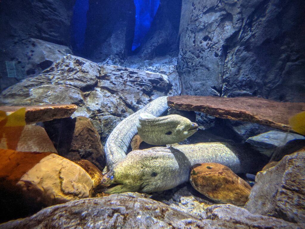 Eels at the Audubon Aquarium of the Americas in New Orleans.